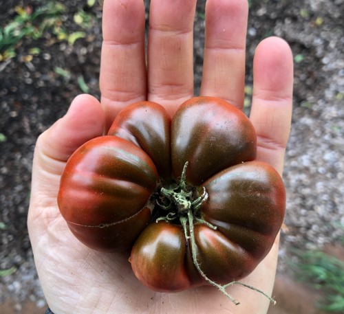 Tomato ( Beefsteak) Black Russian 